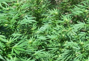 Texas House Committee Approves Full Marijuana Legalization Bill