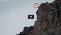 Flightless barnacle goose survives a 400 feet leap down a clif