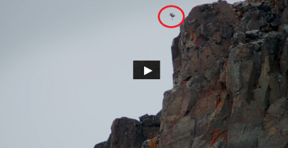 Flightless barnacle goose survives a 400 feet leap down a clif