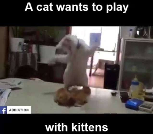 Cat wants to play with kittens
